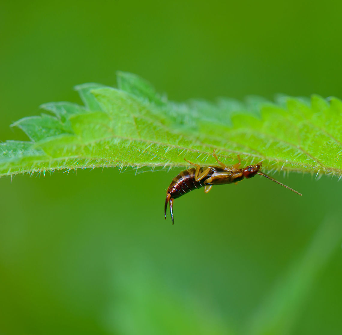 Earwig hanging down a leaf, Netherlands Most earwigs are nocturnal and hide during the day, not this one so it seems. Europe,Forficula auricularia,Geotagged,Heeswijk-Dinther,Macro,Netherlands,Photography Styles,Spring,World