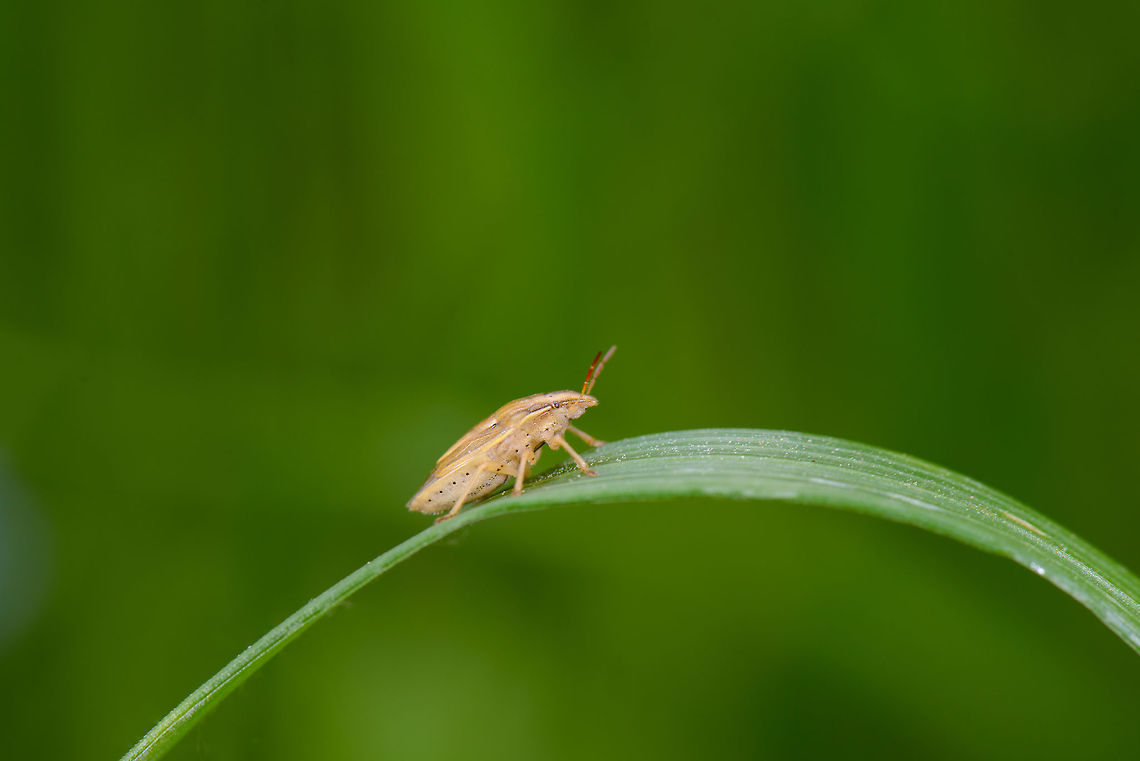 Aelia acuminata, Netherlands  Aelia acuminata,Bishop's Mitre,Europe,Geotagged,Heeswijk-Dinther,Macro,Netherlands,Photography Styles,Spring,World
