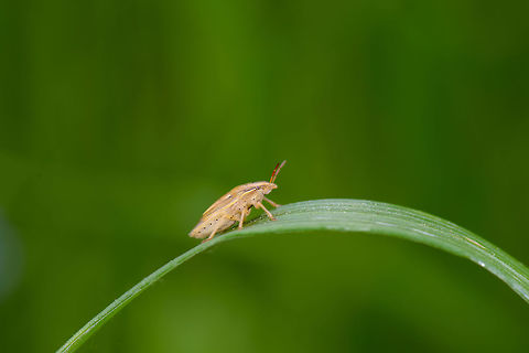 Aelia acuminata, Netherlands  Aelia acuminata,Bishop's Mitre,Europe,Geotagged,Heeswijk-Dinther,Macro,Netherlands,Photography Styles,Spring,World