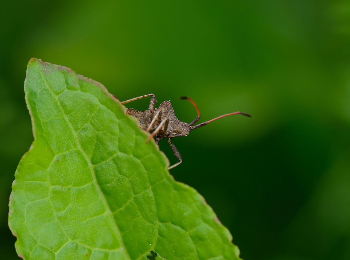 Dock bug peaks around corner They are quite aware insects, even at a larger distance they are aware of your presence and movements. Coreus marginatus,Dock bug,Europe,Geotagged,Heeswijk-Dinther,Macro,Netherlands,Photography Styles,Spring,World