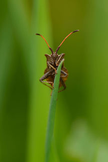 Dock bug on top of the world ...or at least this single leaf of grass. Coreus marginatus,Dock bug,Europe,Geotagged,Heeswijk-Dinther,Macro,Netherlands,Photography Styles,Spring,World