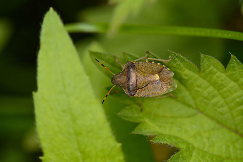 Southern Stink bug "Southern" is the nickname this bug gets in dutch where it once was rare, yet due to climate change it is one of many bugs becoming more common in the north. Europe,Geotagged,Heeswijk-Dinther,Macro,Netherlands,Peribalus strictus,Photography Styles,Spring,Vernal Shieldbug,World