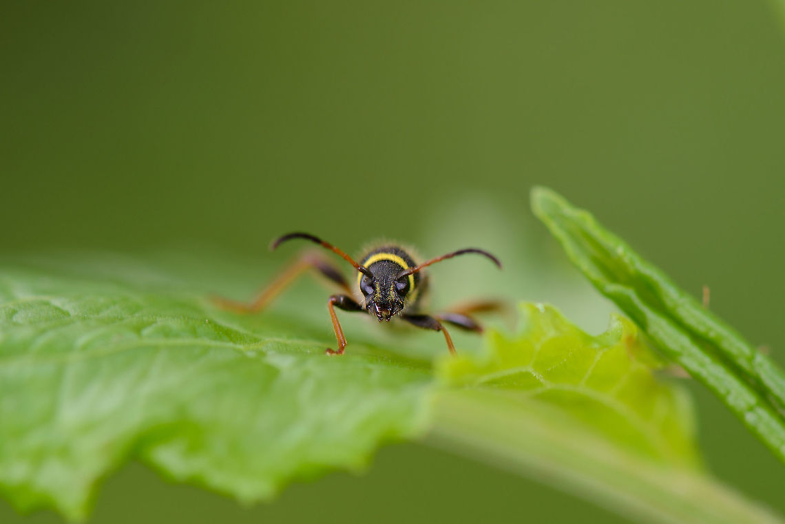 Front-view of a Wasp beetle Aggressive looking, yet completely harmless. Clytus arietis,Europe,Geotagged,Heeswijk-Dinther,Macro,Netherlands,Photography Styles,Spring,Wasp beetle,World