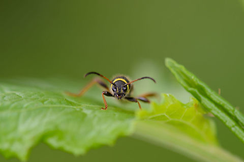 Front-view of a Wasp beetle Aggressive looking, yet completely harmless. Clytus arietis,Europe,Geotagged,Heeswijk-Dinther,Macro,Netherlands,Photography Styles,Spring,Wasp beetle,World