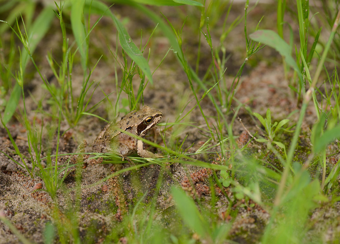 Moor Frog, Netherlands  Europe,Geotagged,Heeswijk-Dinther,Macro,Moor frog,Netherlands,Photography Styles,Rana arvalis,Spring,World