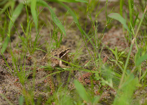 Moor Frog, Netherlands  Europe,Geotagged,Heeswijk-Dinther,Macro,Moor frog,Netherlands,Photography Styles,Rana arvalis,Spring,World