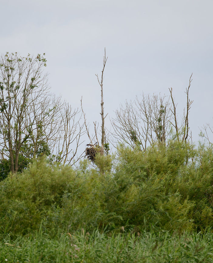 The first ever dutch Osprey The Osprey is a very widespread eagle in many parts of the world, yet has had a troubled history in Europe due to hunting and the use of chemicals ending up in its food supply. As of the 70s, it is making a recovery throughout Europe. <br />
<br />
In the Netherlands specifically, until this day it has been a bird that was very rarely seen, and if so, as a migratory bird only. This scene, however, captures the first known breeding pair of Osprey in the Netherlands, and therefore the youngster is the first ever dutch Osprey. <br />
<br />
It has caused quite a local hype, coined "fish eagle tourism". It took us a while to find the place, but as we turned around a corner to see a line of photographers, we knew we hit the jackpot. There's a lot of water in between the nest and our position, hence the very distant shot. <br />
<br />
The youngster is a few days overdue from "flying out", leaving the nest. You can see the parent stimulating and encouraging flight. Two days after our capture, it actually left the nest. May you live long. Geotagged,Netherlands,Osprey,Pandion haliaetus,Summer
