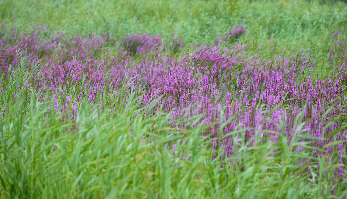 Purple loosestrife, Biesbosch, Netherlands Growing in great numbers around the edges of creeks in NP de Biesbosch. Biesbosch,Europe,Geotagged,Lythrum salicaria,Netherlands,Purple loosestrife,Summer,World