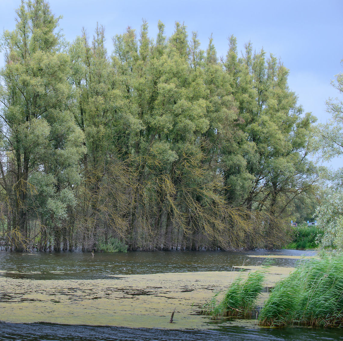 Water-bound trees, Biesbosch, Netherlands  Biesbosch,Europe,Geotagged,Netherlands,Salix alba,Summer,White Willow,World