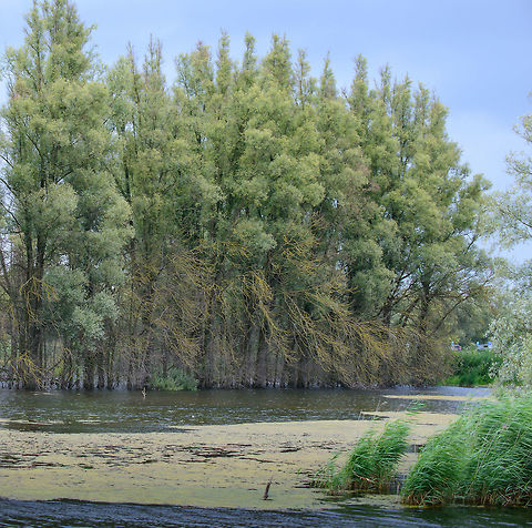 Water-bound trees, Biesbosch, Netherlands  Biesbosch,Europe,Geotagged,Netherlands,Salix alba,Summer,White Willow,World
