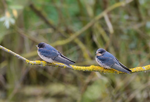 Barn Swallows, National Park Biesbosch, Netherlands Barn swallows arrive in spring in the Netherlands to breed, and leave by the start of the fall season. A dutch saying is based on these species "One swift does not make a summer", referring to the fact that once they circle the air in great numbers, it truly is summer. 

They are extremely home steady. For example, for over 30 years now, they have dozens of nests on the roof of my parents' house. They keep returning to it every single year, like clockwork.  Barn Swallow,Biesbosch,Europe,Geotagged,Hirundo rustica,Netherlands,Summer,World