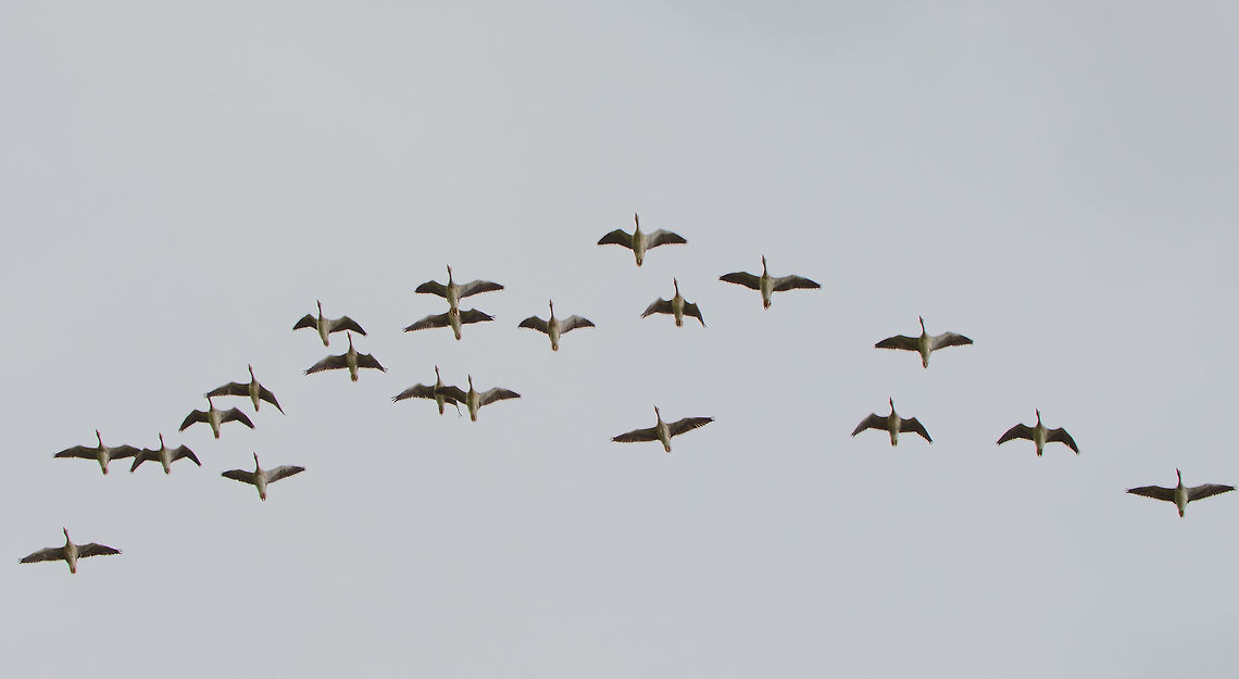 Greylag Geese flying in V shape, Biesbosch, Netherlands Not happy with the exposure of the dull sky, but wanted to share their typical flight pattern as a group. Anser anser,Biesbosch,Europe,Geotagged,Greylag goose,Netherlands,Summer,World