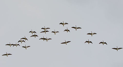 Greylag Geese flying in V shape, Biesbosch, Netherlands Not happy with the exposure of the dull sky, but wanted to share their typical flight pattern as a group. Anser anser,Biesbosch,Europe,Geotagged,Greylag goose,Netherlands,Summer,World