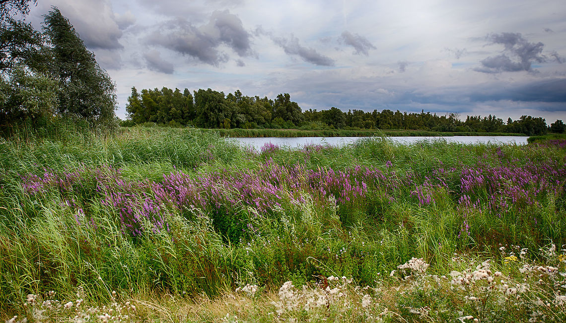 Purple loosestrife alongside creek, Biesbosch, Netherlands  Biesbosch,Europe,Geotagged,Lythrum salicaria,Netherlands,Purple loosestrife,Summer,World