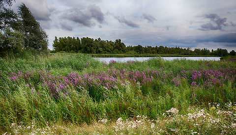 Purple loosestrife alongside creek, Biesbosch, Netherlands  Biesbosch,Europe,Geotagged,Lythrum salicaria,Netherlands,Purple loosestrife,Summer,World