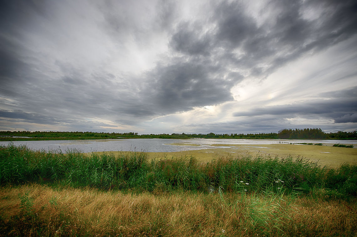 Biesbosch wetlands, Netherlands This scene sums up the Netherlands: flat, lots of water, always shit weather.  Biesbosch,Europe,Geotagged,Netherlands,Summer,World