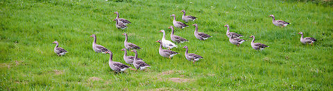Group of Greylag goose, Biesbosch, Netherlands Minutes after they arrived from the air. They picked the right place, this area is one of the largest wetlands of Europe. Anser anser,Biesbosch,Europe,Geotagged,Greylag goose,Netherlands,Summer,World