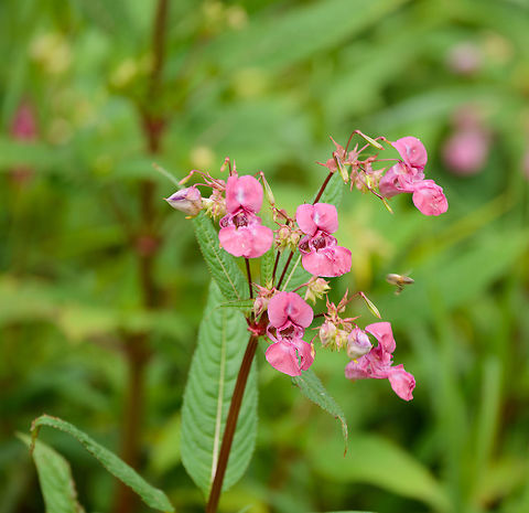 Himalayan Balsam, Biesbosch, Netherlands Not native, bewildered via human introduction. Biesbosch,Europe,Geotagged,Himalayan Balsam,Impatiens glandulifera,Netherlands,Summer,World