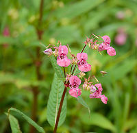 Himalayan Balsam, Biesbosch, Netherlands Not native, bewildered via human introduction. Biesbosch,Europe,Geotagged,Himalayan Balsam,Impatiens glandulifera,Netherlands,Summer,World