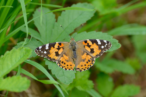 Painted Lady, Biesbosch, Netherlands A species that migrates from the south of Europe to the Netherlands where it aims to breed a new generation. Their numbers differ significantly per year depending on climate conditions.  Biesbosch,Europe,Geotagged,Netherlands,Painted Lady,Summer,Vanessa cardui,World