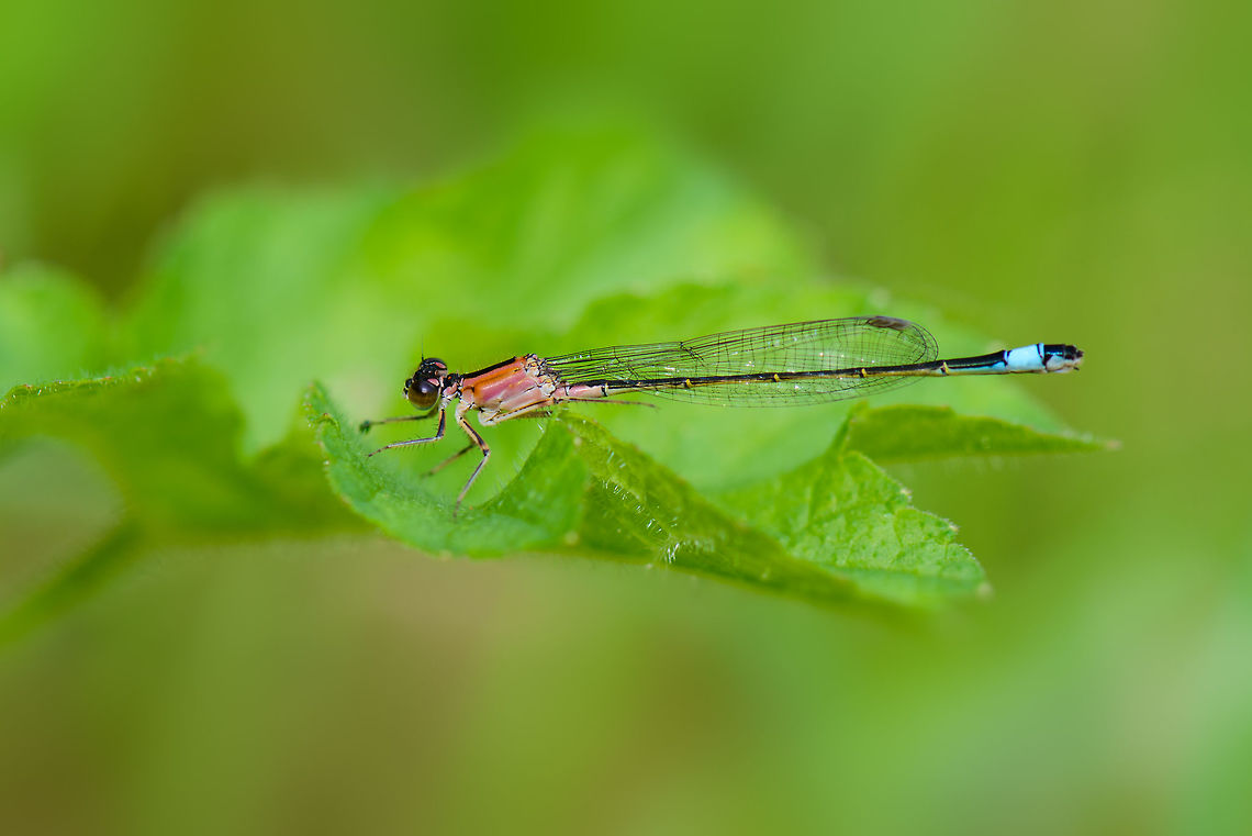 Blue-tailed damselfly, Biesbosch, Netherlands In dutch called the "little lantern". Biesbosch,Blue-tailed damselfly,Europe,Geotagged,Ischnura elegans,Netherlands,Summer,World