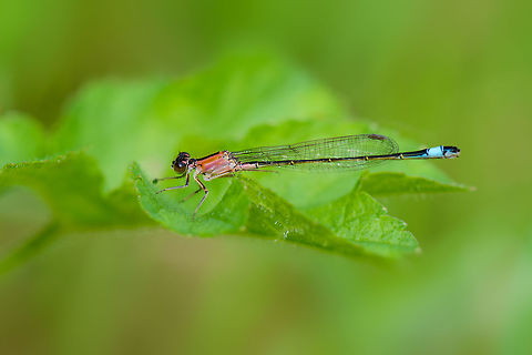 Blue-tailed damselfly, Biesbosch, Netherlands In dutch called the "little lantern". Biesbosch,Blue-tailed damselfly,Europe,Geotagged,Ischnura elegans,Netherlands,Summer,World