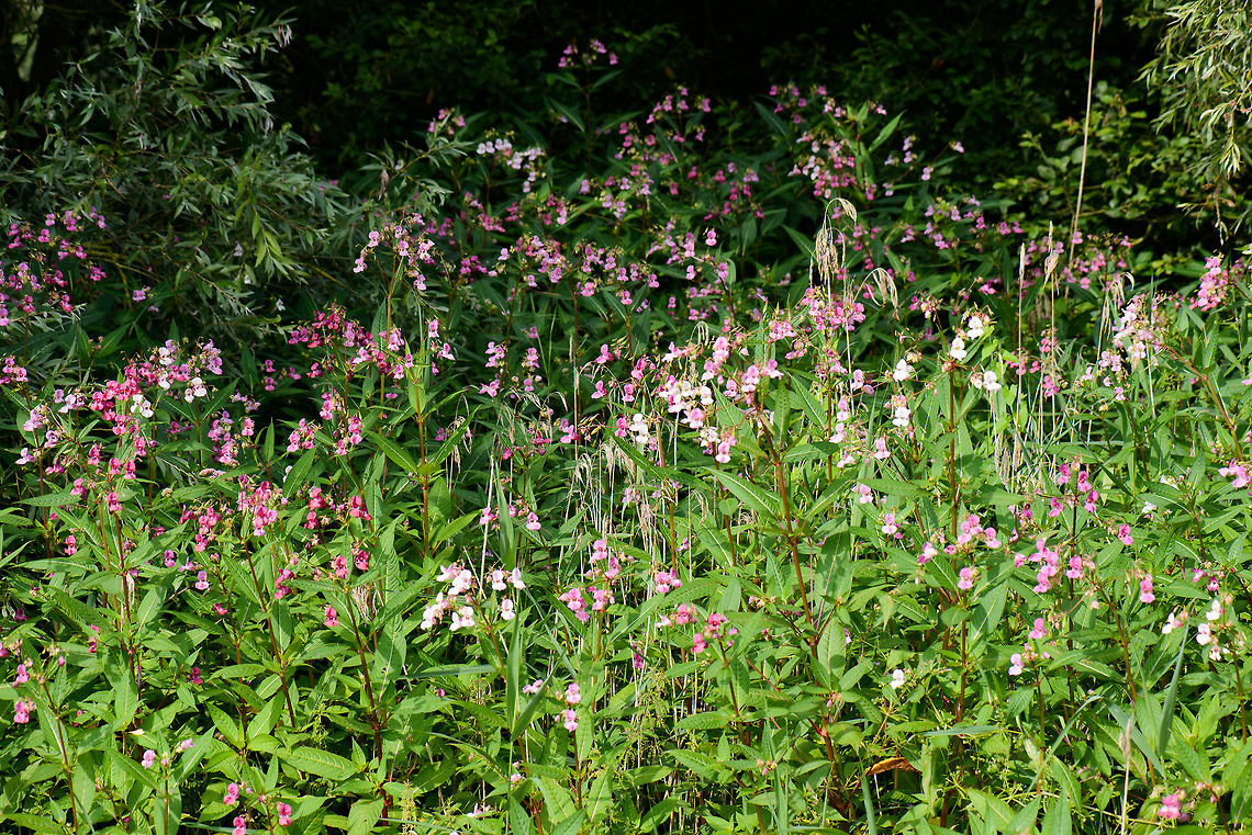 Himalayan Balsam group, Biesbosch, Netherlands Growing in abundance. The scene also shows their color variation that ranges from white to deep pink. Closeup:<br />
<figure class="photo"><a href="https://www.jungledragon.com/image/44885/himalayan_balsam_biesbosch_netherlands.html" title="Himalayan Balsam, Biesbosch, Netherlands"><img src="https://s3.amazonaws.com/media.jungledragon.com/images/2/44885_thumb.jpg?AWSAccessKeyId=05GMT0V3GWVNE7GGM1R2&Expires=1759968010&Signature=x7A16p3GfqqZPZ6wz8qQPZsAGfc%3D" width="200" height="194" alt="Himalayan Balsam, Biesbosch, Netherlands Not native, bewildered via human introduction. Biesbosch,Europe,Geotagged,Himalayan Balsam,Impatiens glandulifera,Netherlands,Summer,World" /></a></figure> Biesbosch,Europe,Geotagged,Himalayan Balsam,Impatiens glandulifera,Netherlands,Summer,World