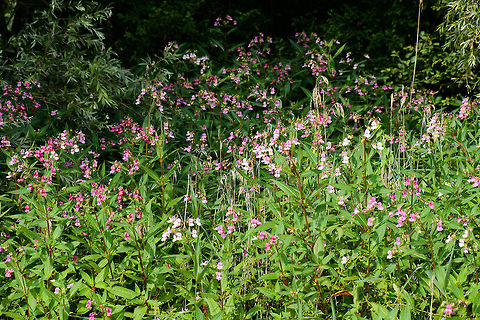 Himalayan Balsam group, Biesbosch, Netherlands Growing in abundance. The scene also shows their color variation that ranges from white to deep pink. Closeup:
https://www.jungledragon.com/image/44885/himalayan_balsam_biesbosch_netherlands.html Biesbosch,Europe,Geotagged,Himalayan Balsam,Impatiens glandulifera,Netherlands,Summer,World