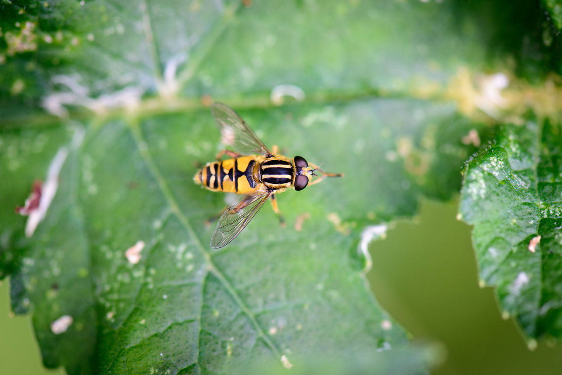 Top view of Helophilus pendulus, Biesbosch, Netherlands  Biesbosch,Europe,Geotagged,Helophilus pendulus,Netherlands,Summer,World
