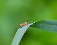 Common Scorpionfly, Biesbosch, Netherlands Front view:<br />
https://www.jungledragon.com/image/44893/common_scorpionfly_-_front_view_biesbosch_netherlands.html Biesbosch,Common scorpionfly,Europe,Geotagged,Netherlands,Panorpa communis,Summer,World