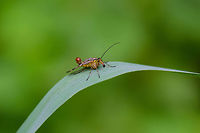Common Scorpionfly - front view, Biesbosch, Netherlands Side view:<br />
https://www.jungledragon.com/image/44892/common_scorpionfly_biesbosch_netherlands.html Biesbosch,Common scorpionfly,Europe,Geotagged,Netherlands,Panorpa communis,Summer,World