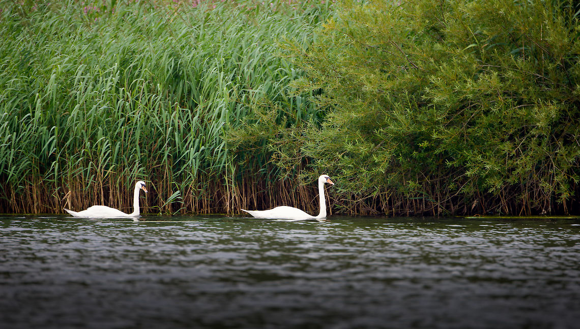 Mute Swan couple, Biesbosch, Netherlands Photo taken from a boat. Biesbosch,Cygnus olor,Europe,Geotagged,Mute swan,Netherlands,Summer,World