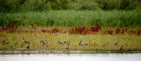 Barnacle geese, Biesbosch, Netherlands On the rise across Europe since the 1980s, only breeding in the Netherlands as of 1984. A good sign, since they exclusively breed and/or overwinter in bewildered places. They are often living in large colonies which helps the detection of predators, such as the fox. Barnacle Goose,Branta leucopsis,Geotagged,Netherlands,Summer