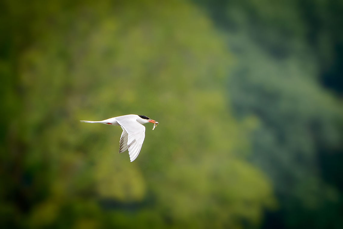 Common Tern with a catch, Biesbosch, Netherlands I never realized how awesome these birds are before this day. In dutch they are called the "fish thief". They hunt around slow moving rivers like true jet planes, incredibly fast and agile. At times they do a stationary pose in mid-air peeking down into the water for prey. This one is a parent that was extremely active in finding fish for its young. Common Tern,Geotagged,Netherlands,Sterna hirundo,Summer