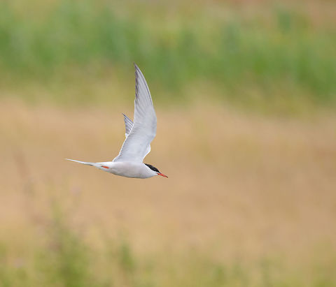 Common Tern in flight, Biesbosch, Netherlands Very gracious birds. Common Tern,Geotagged,Netherlands,Sterna hirundo,Summer