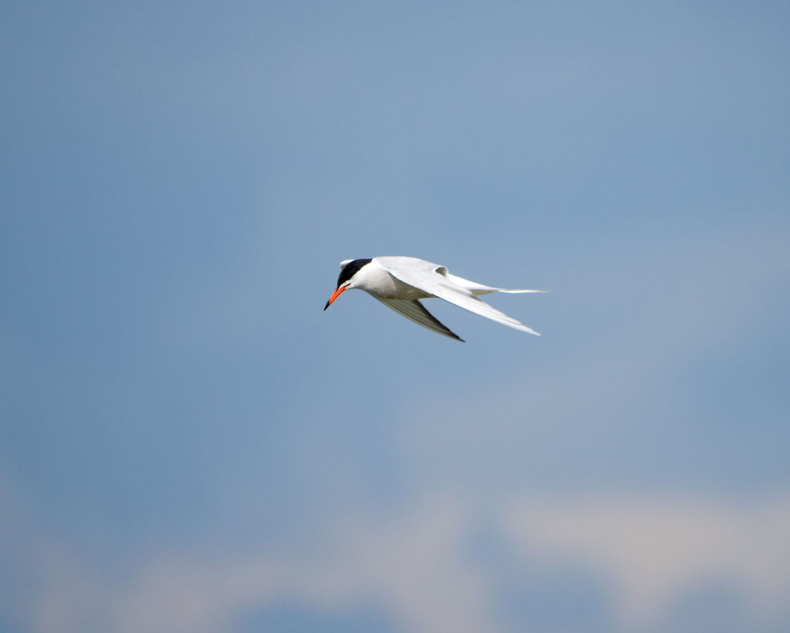 Common Tern in flight - II, Biesbosch, Netherlands Eyes down at all times, inspecting the river for fish. Common Tern,Geotagged,Netherlands,Sterna hirundo,Summer