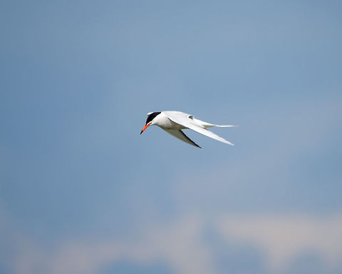 Common Tern in flight - II, Biesbosch, Netherlands Eyes down at all times, inspecting the river for fish. Common Tern,Geotagged,Netherlands,Sterna hirundo,Summer