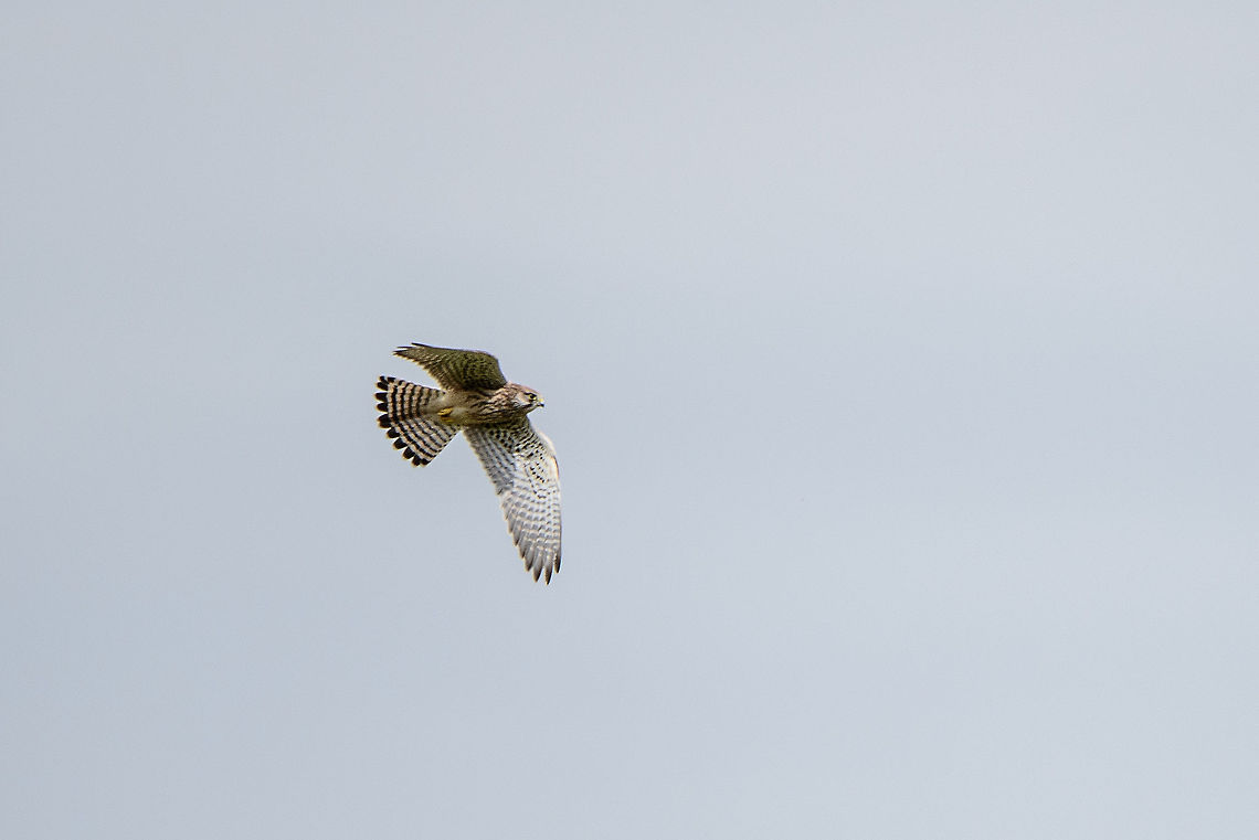 Common Kestrel in flight, Biesbosch, Netherlands A protected species in Europe. On the decline in the Netherlands due to the overuse of agriculture, reducing access to prey, most notably mice. Common Kestrel,Falco tinnunculus,Geotagged,Netherlands,Summer