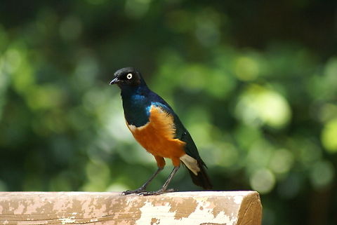 Superb Starling If I would have chest hair, I want it to be like this. Birds,Cosmopsarus regius,Golden-breasted Starling,Lamprotornis superbus,Malaysia,Starlings,Superb Starling