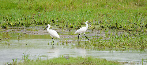 Eurasian Spoonbills, Biesbosch, Netherlands A conservation success story. In the 1970s there were only 170 breeding pairs in our country, now there are 2.500 pairs. Which makes it a unique group as they do not breed anywhere else in the northwest of Europe. They migrate to the Netherlands via swamps in Spain and France. Eurasian Spoonbill,Geotagged,Netherlands,Platalea leucorodia,Summer