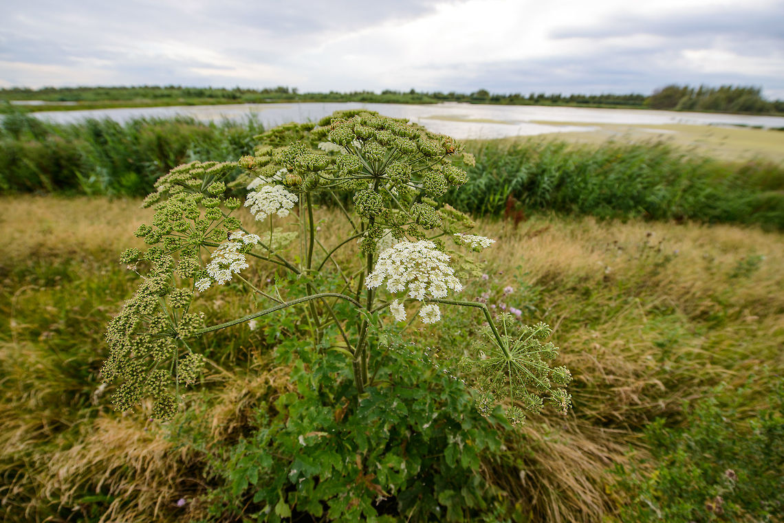 Common hogweed, Biesbosch, Netherlands  Biesbosch,Europe,Geotagged,Heracleum sphondylium,Netherlands,Summer,World