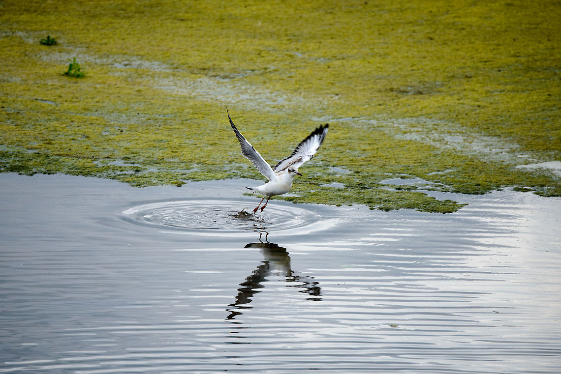 Black-headed Gull liftoff, Biesbosch, Netherlands Juvenile. Black-headed gull,Chroicocephalus ridibundus,Geotagged,Netherlands,Summer