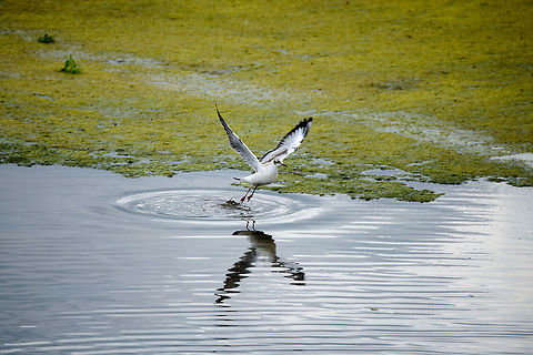 Black-headed Gull liftoff, Biesbosch, Netherlands Juvenile. Black-headed gull,Chroicocephalus ridibundus,Geotagged,Netherlands,Summer
