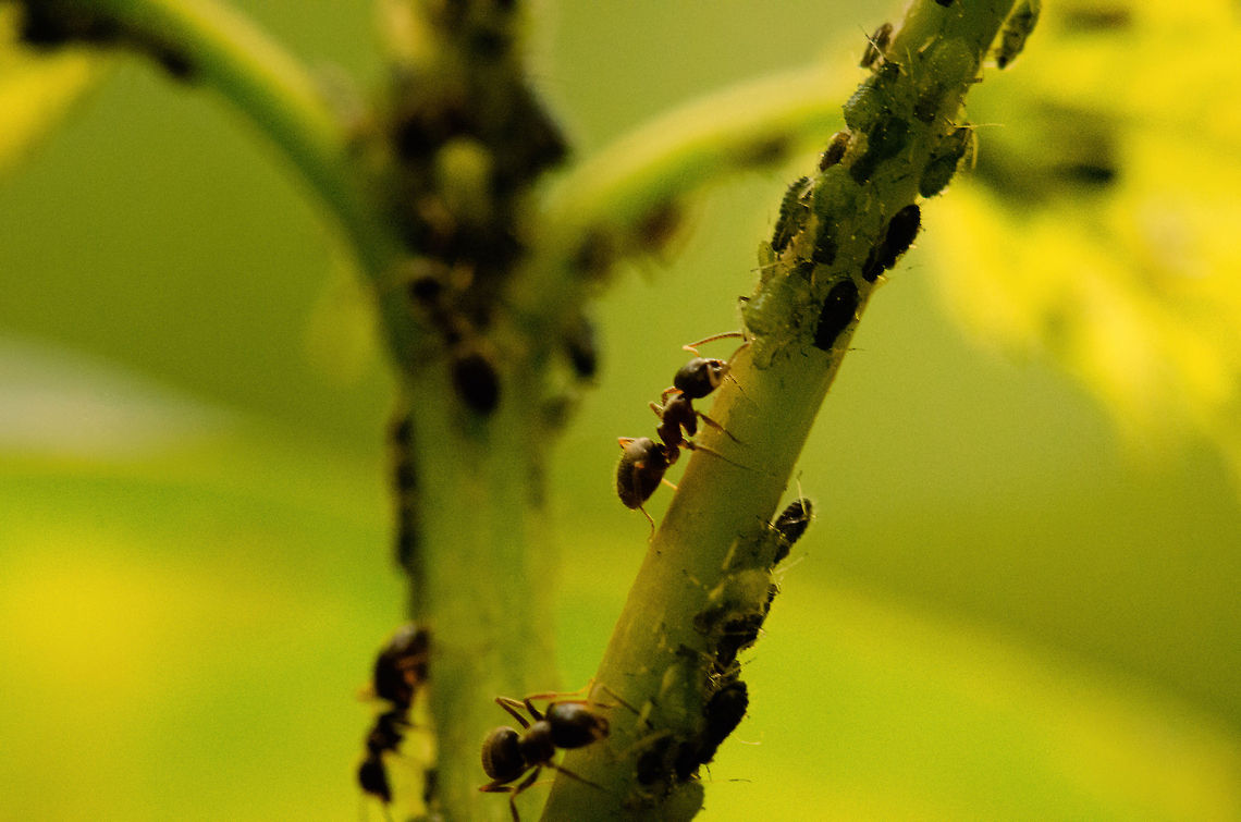 Leaf Wars IV A troop of ants farming its aphids, which require constant care.  Macro