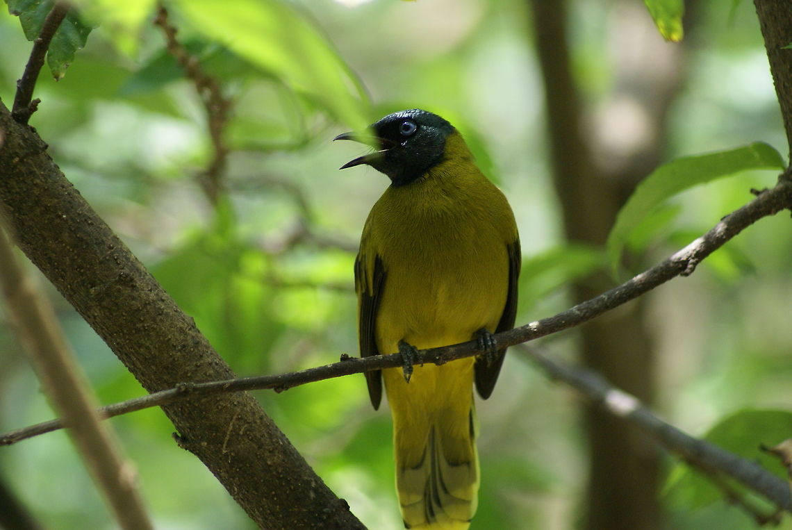 Olive-backed Sunbird Too bad that leaf was in the way :( Birds,Cinnyris jugularis,Malaysia,Olive-backed Sunbird,SunBirds