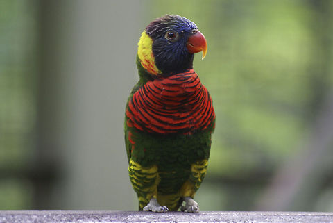Rainbow Lorikeet - Green-naped Lorikeet, T. h. haematodus Found at the Kuala Lumpur Bird Park. Birds,Coconut Lorikeet,Lorikeet,Malaysia,Trichoglossus haematodus