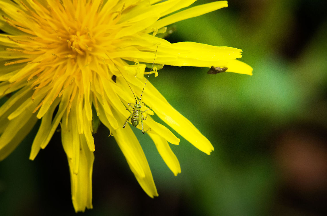 Unexpected specie I was trying to do the classic top down composition on this flower when I accidentally discovered the cricket-like creature on it. Check it out by clicking on the image to open it fullscreen, then use HD mode and your scrollwheel to zoom in. Do you know what this is? Leptophyes punctatissima,Macro,Speckled bush-cricket