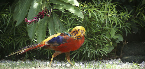 Golden Pheasant Also called the Chinese Pheasant, for it is only native there, yet established in other locations. A truly gorgeous bird. Birds,Chrysolophus pictus,Golden Pheasant,Malaysia,Pheasant