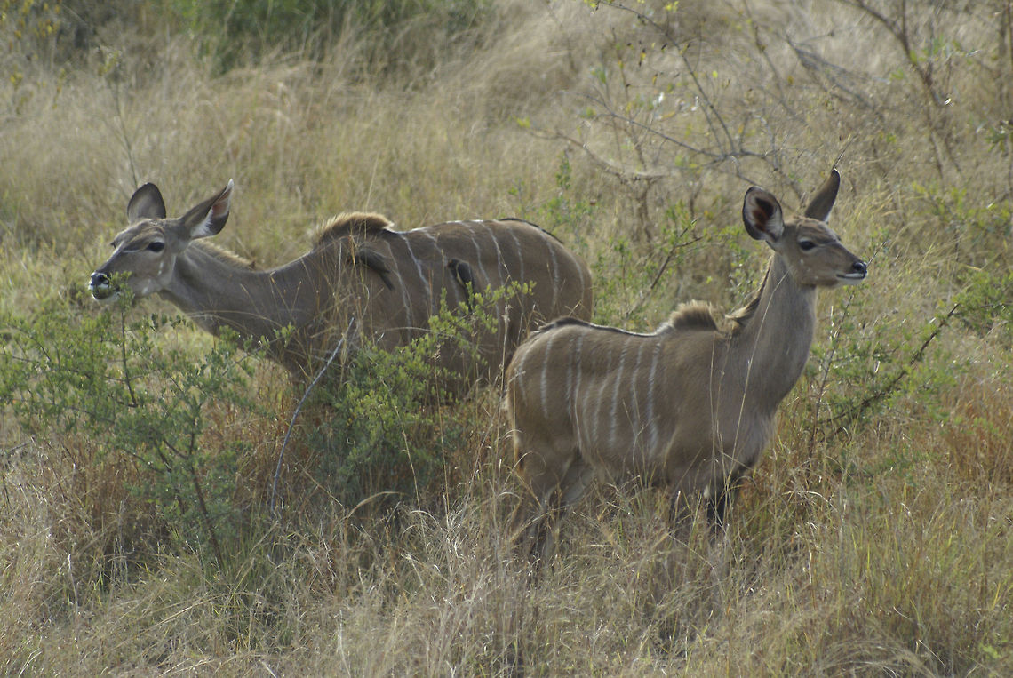 Two female Kudus Spotted in Kruger National Park, South Africa. I love their big ears, like radars always on the lookout. Also notice the oxpeckers on their back, protecting them against insects and parasites. Greater Kudu,Kudu,Mammals,Oxpecker,South Africa,Tragelaphus strepsiceros