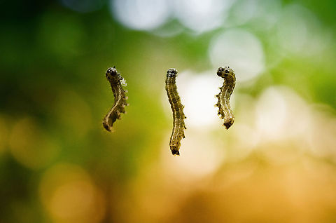 Oak Processionary composite My very first composite macro. Kind of sloppy when you zoom in, so please don't :) I wanted to use this composite to show how an Oak Processionary pulls itself up. Macro